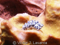 flat worm in sponge at chimenea dive site in parguera area!! by Victor J. Lasanta 